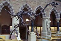 Struthiomimus skeleton in the Oxford University Museum of Natural History